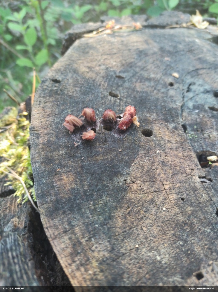 Pušķainā šokolādes gļotsēne