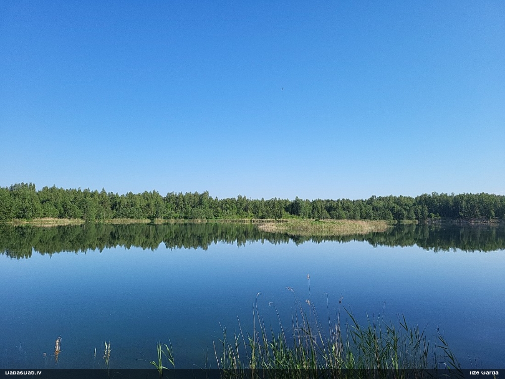 озерная чайка