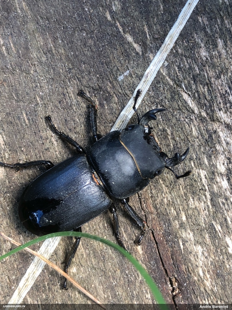 Blāvā briežvabole