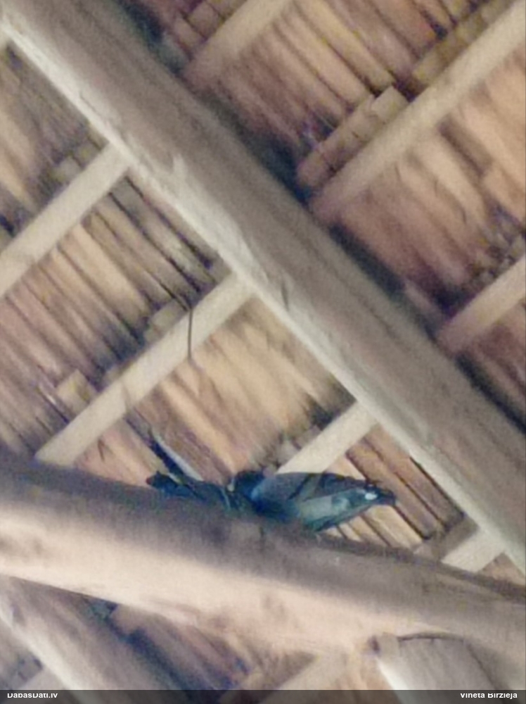 сизый голубь