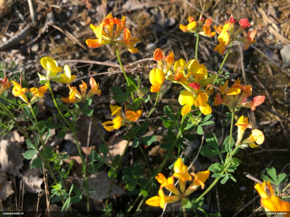 Vanagnadziņš (nenoteikts)