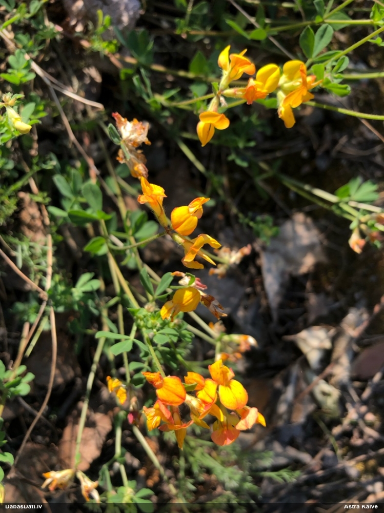 Vanagnadziņš (nenoteikts)