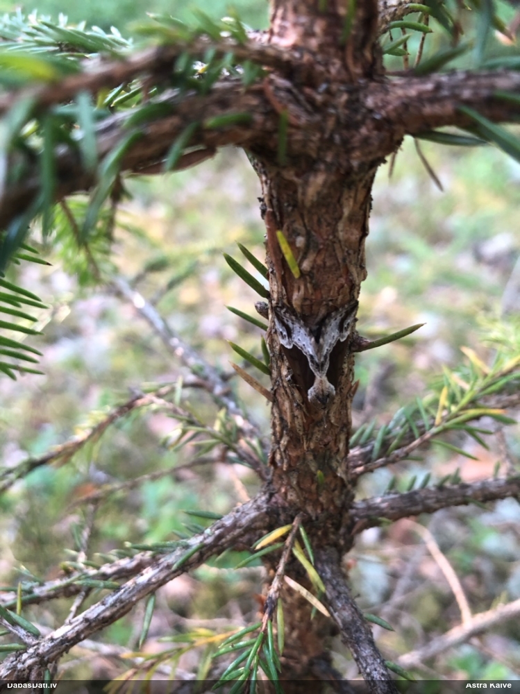 Melleņu sviļņpūcīte