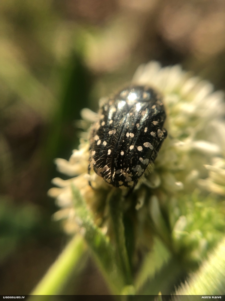 Smirdīgā rožvabole