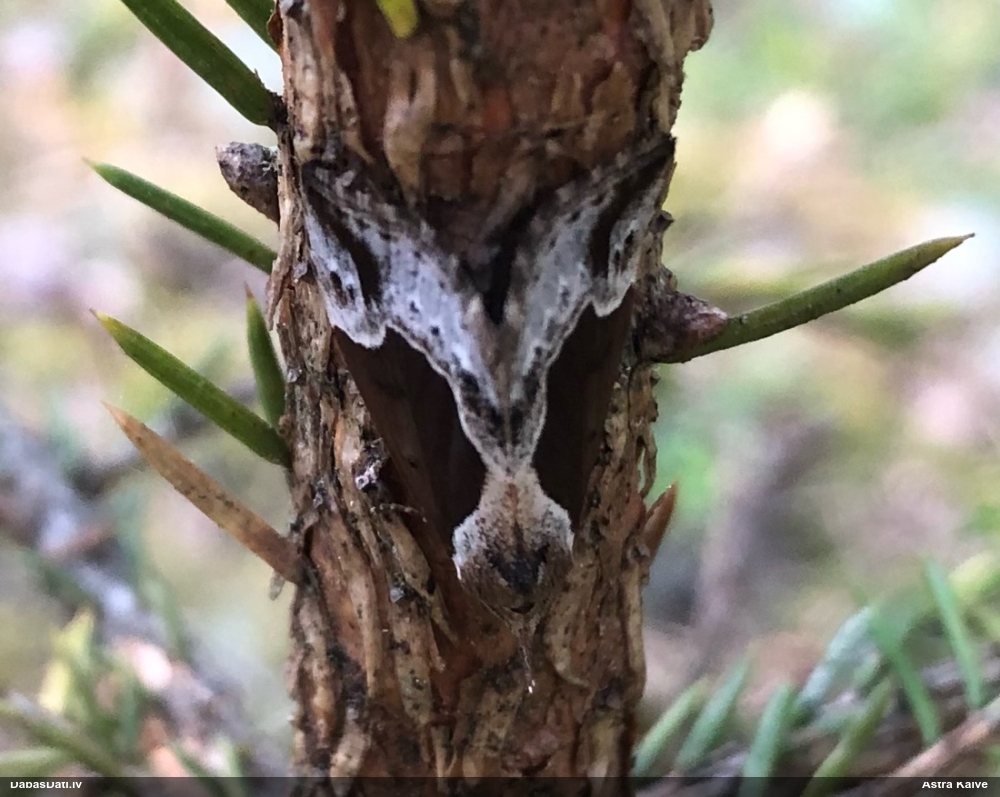 Melleņu sviļņpūcīte