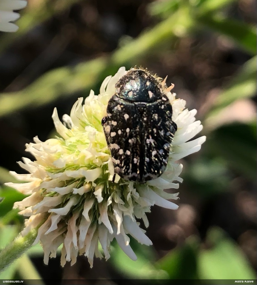 Smirdīgā rožvabole