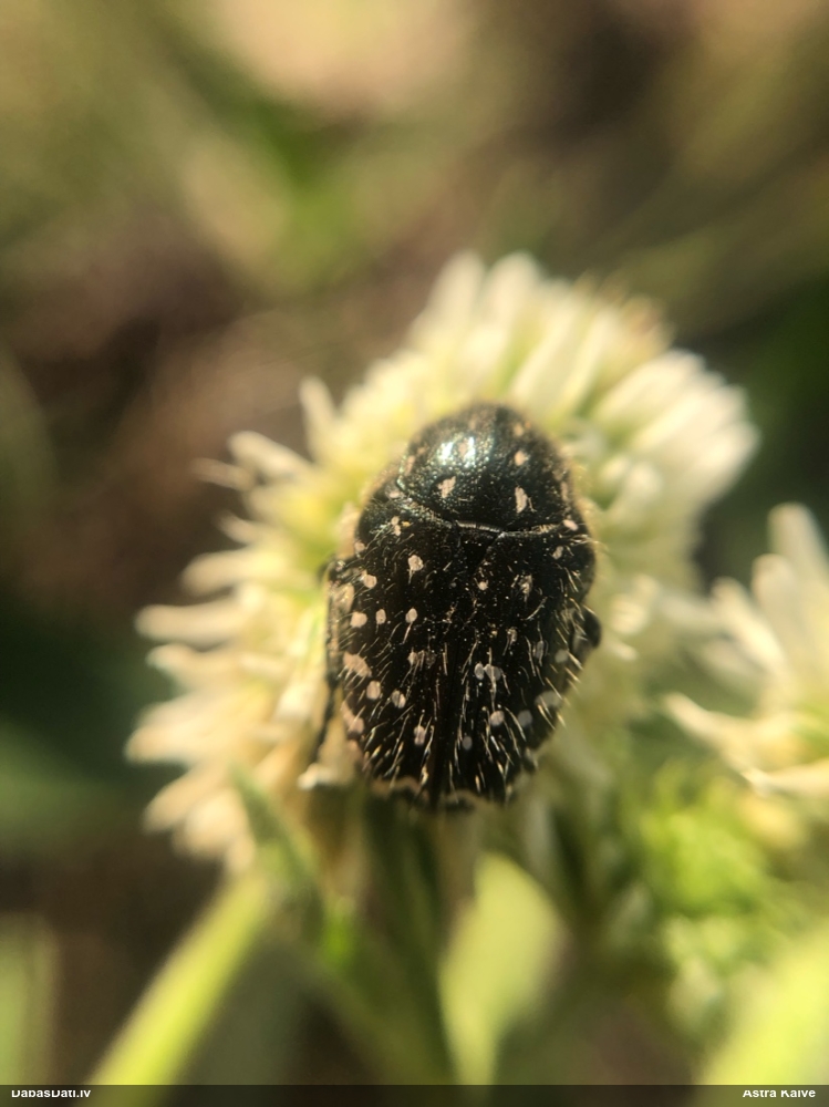 Smirdīgā rožvabole