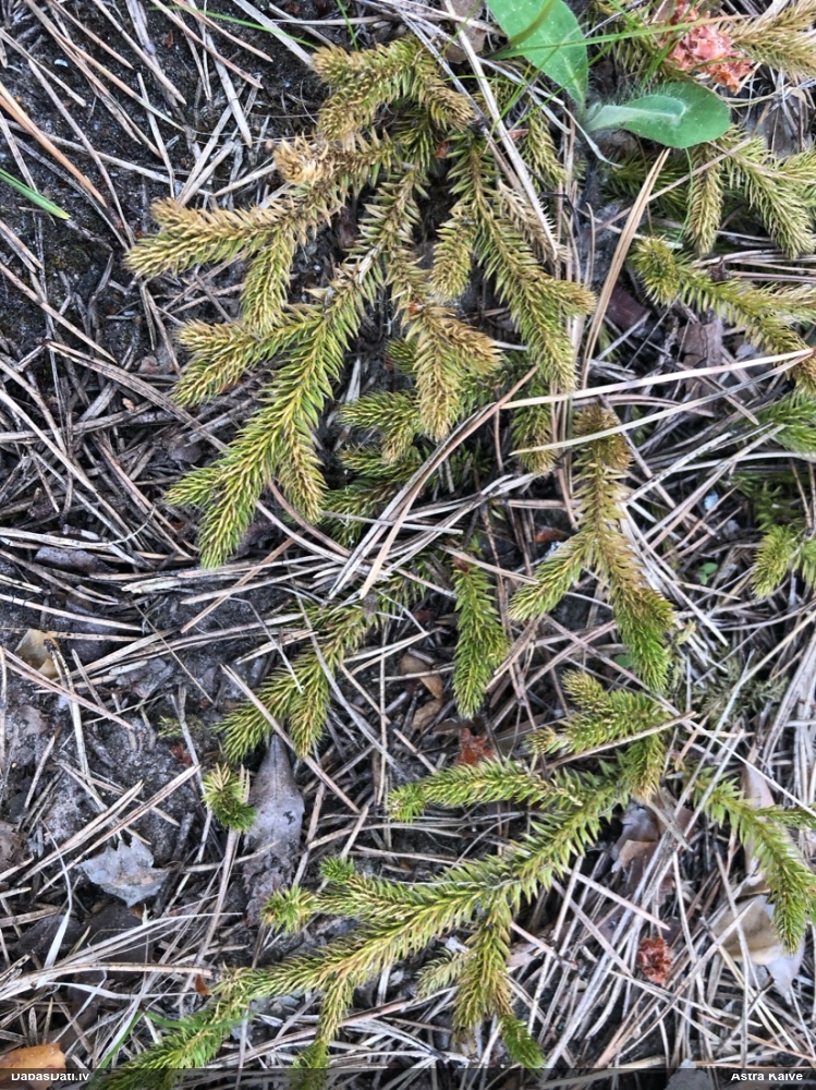 плаун булавовидный