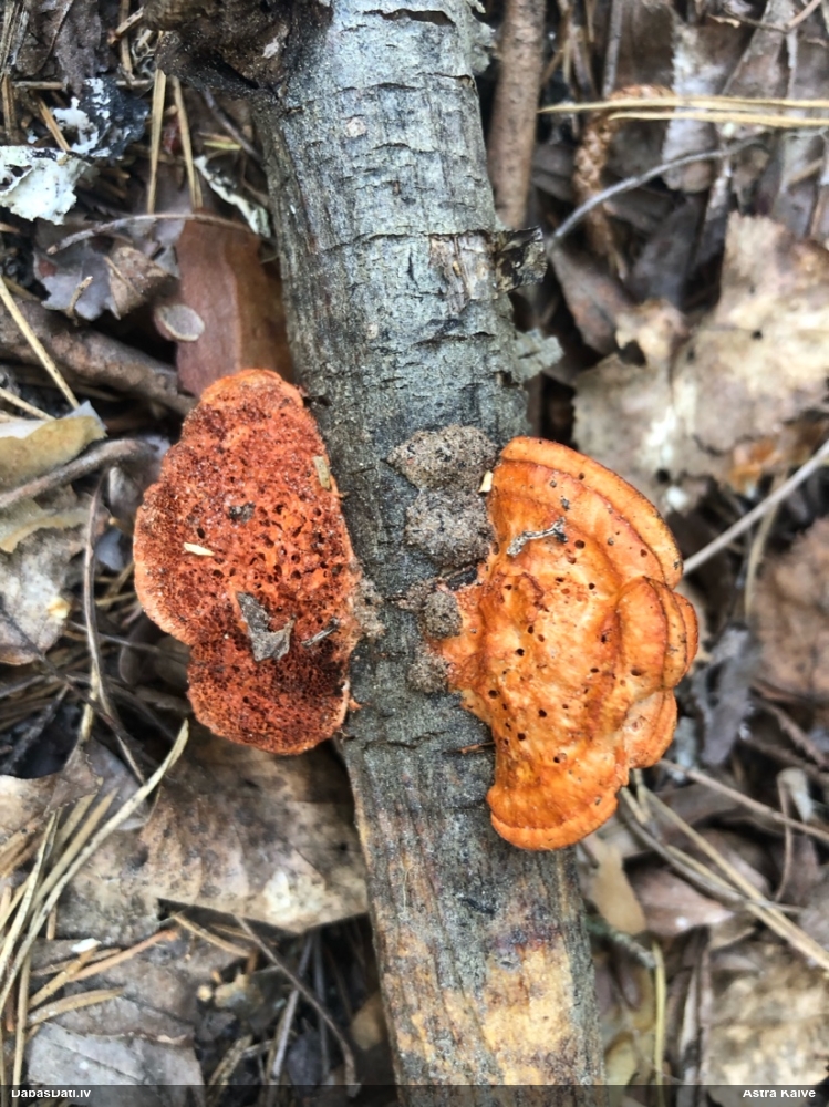 Parastā cinobrpiepe