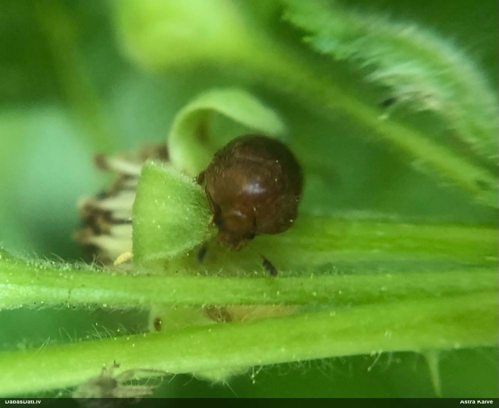 Spīdulis (nenoteikts)