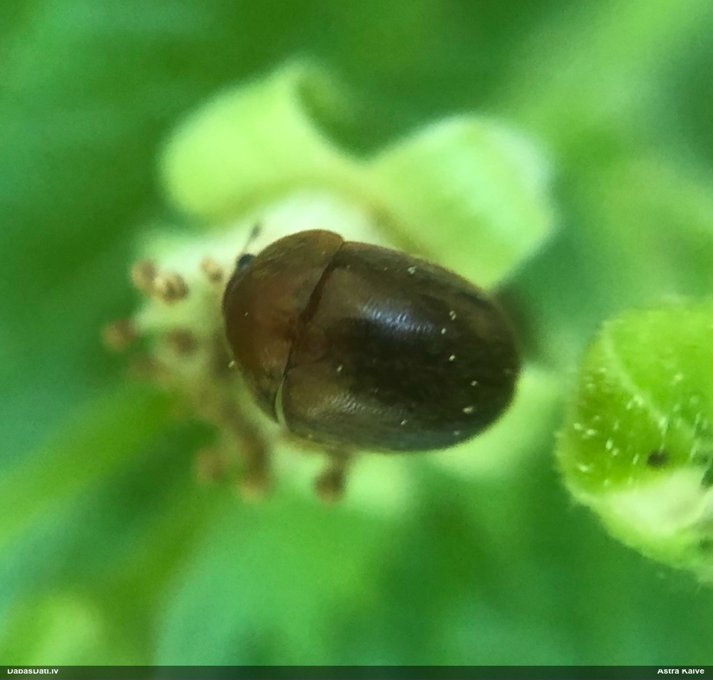 Spīdulis (nenoteikts)