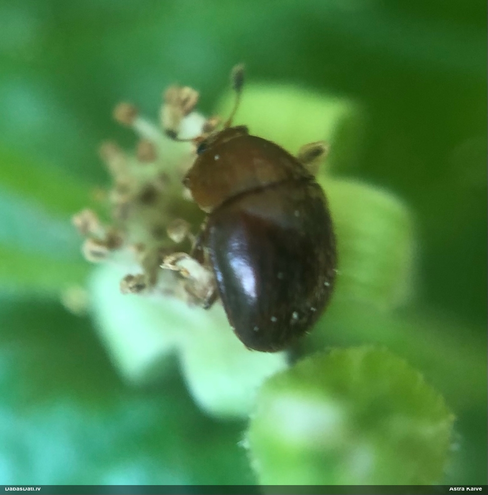 Spīdulis (nenoteikts)