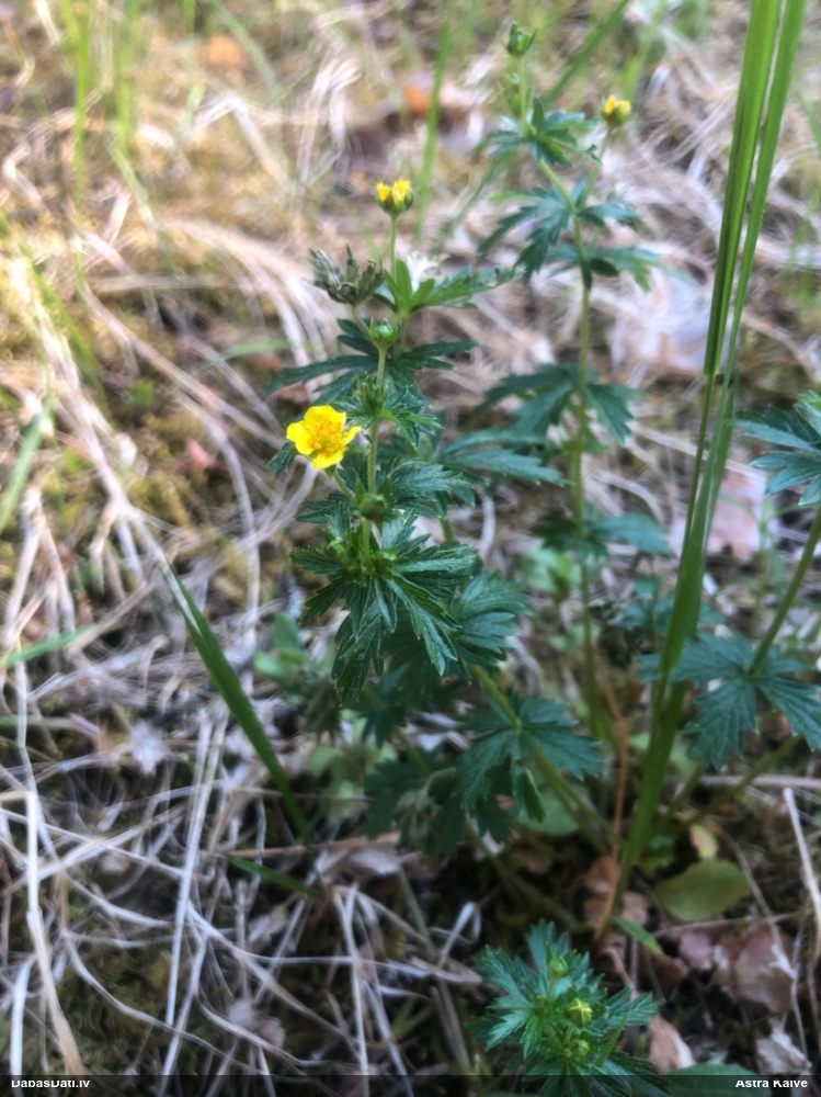 лапчатка прямостоящая