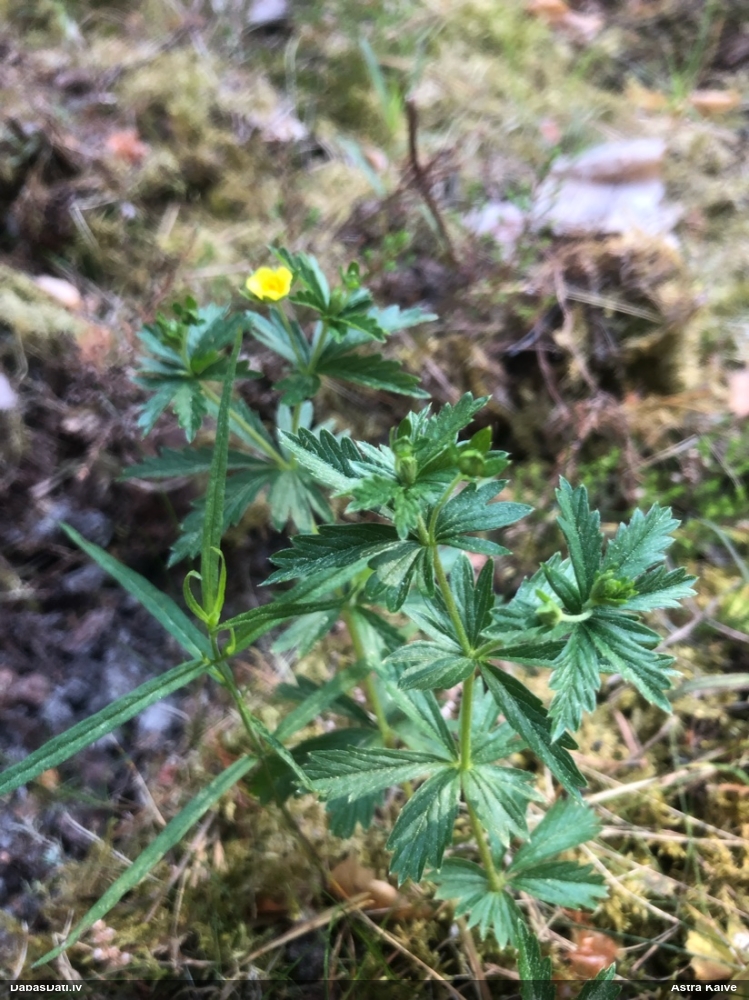 лапчатка прямостоящая
