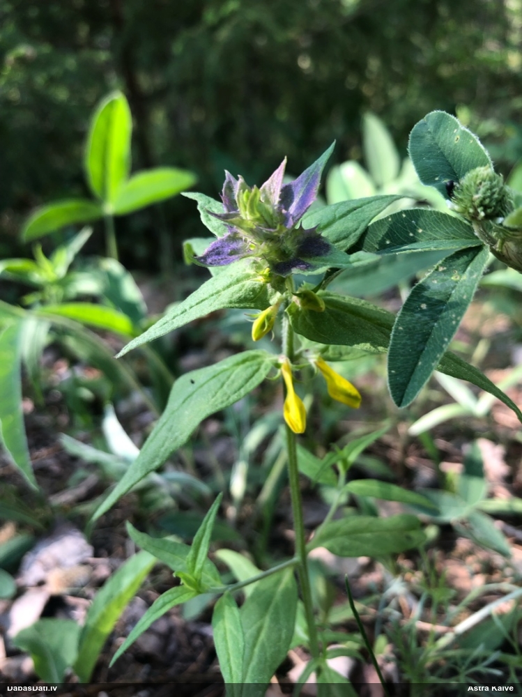 марьянник дубравный