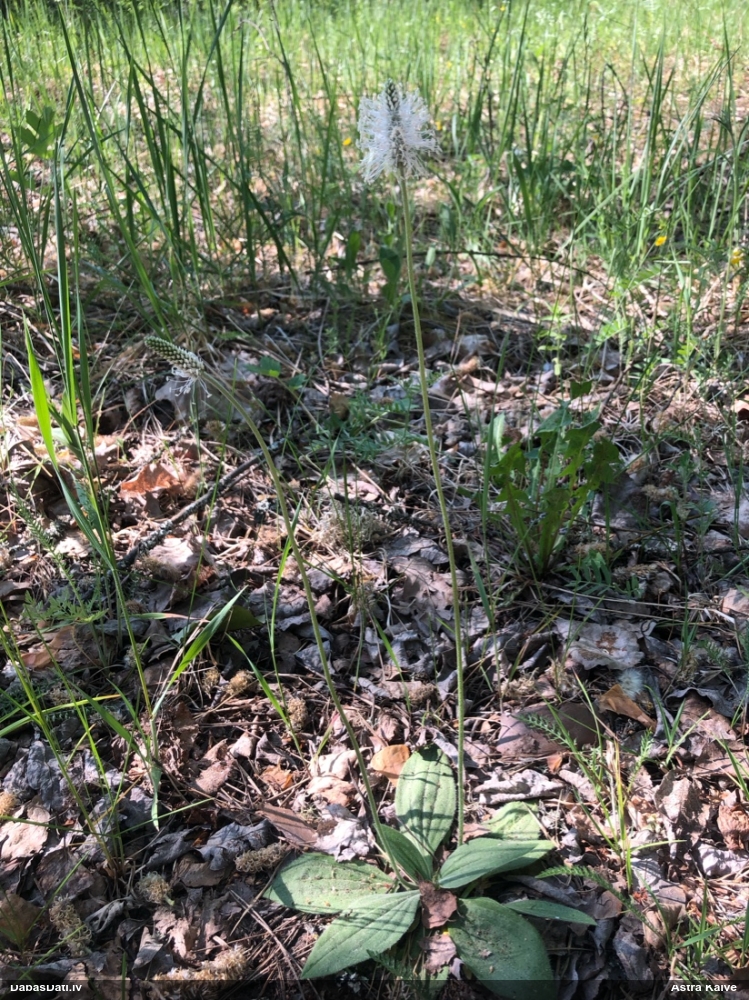 подорожник средний