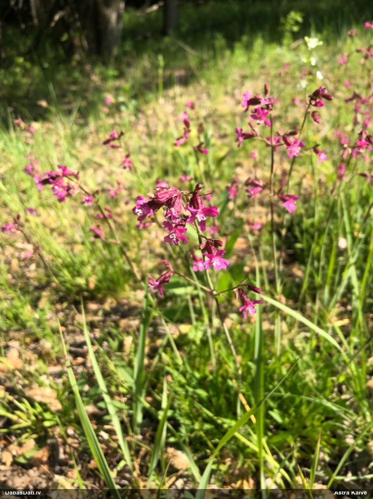 смолка обыкновенная