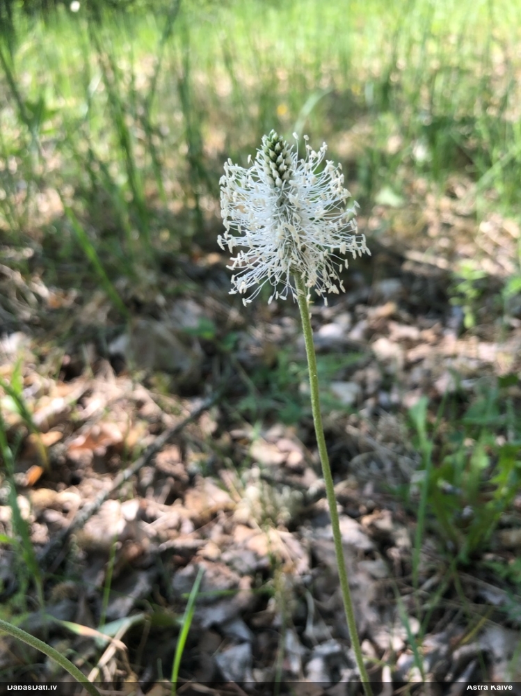 подорожник средний