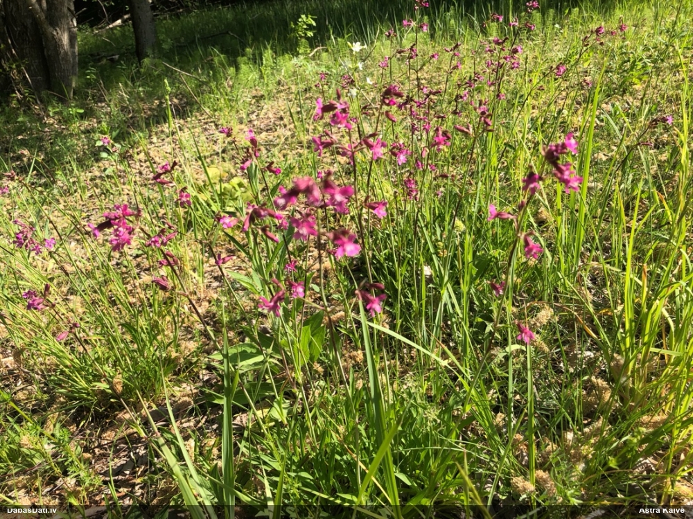 смолка обыкновенная