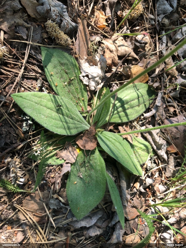 подорожник средний