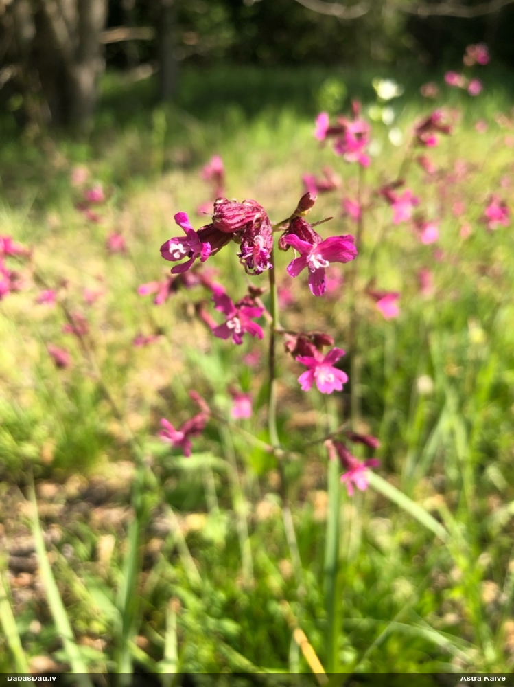 смолка обыкновенная