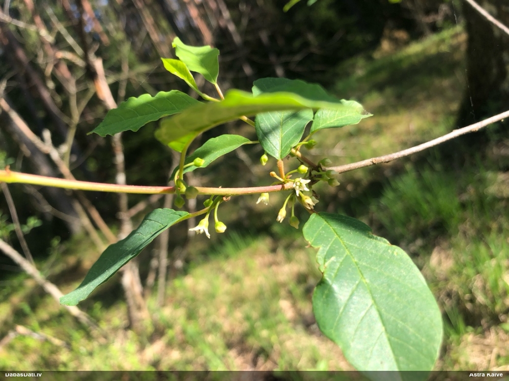 крушина ломкая