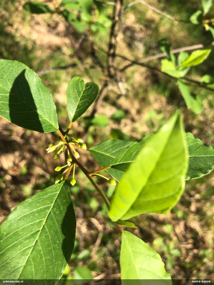 крушина ломкая