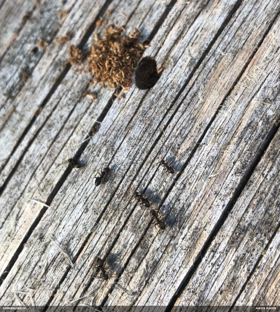 Tumšā koksnes skudra