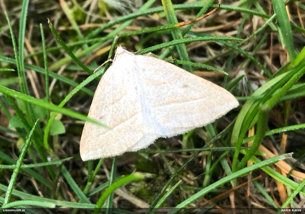 Paparžu sprīžmetis