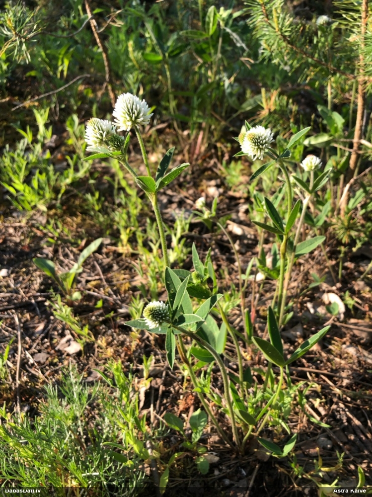 клевер горный