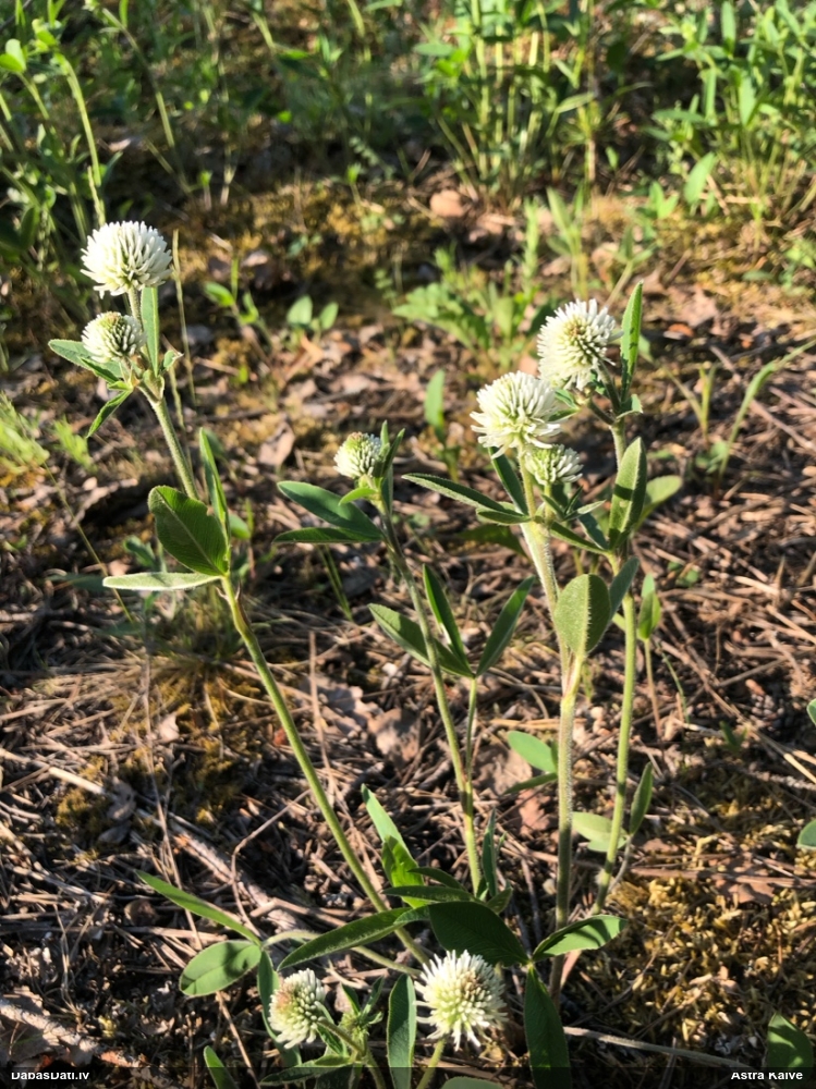 клевер горный