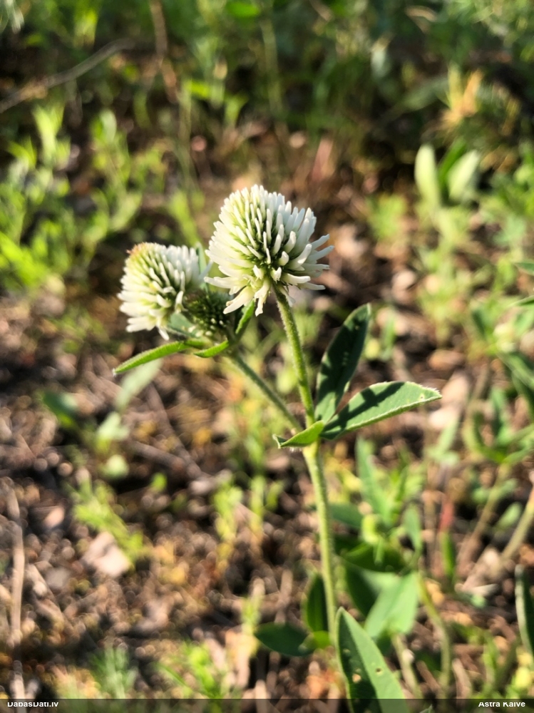 клевер горный