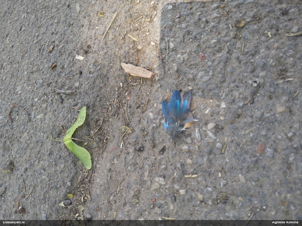 голубой зимородок