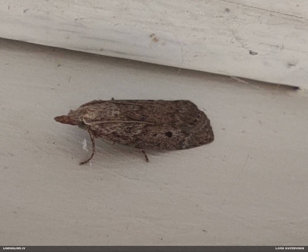 Svilnis Aphomia sociella