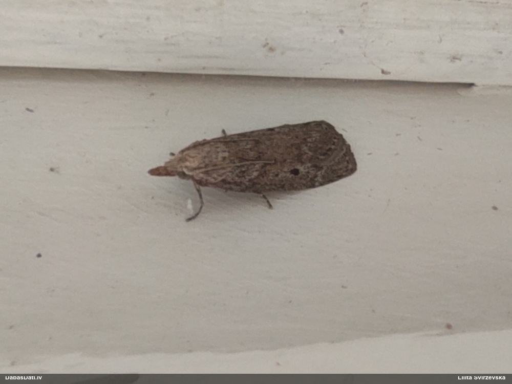 Svilnis Aphomia sociella