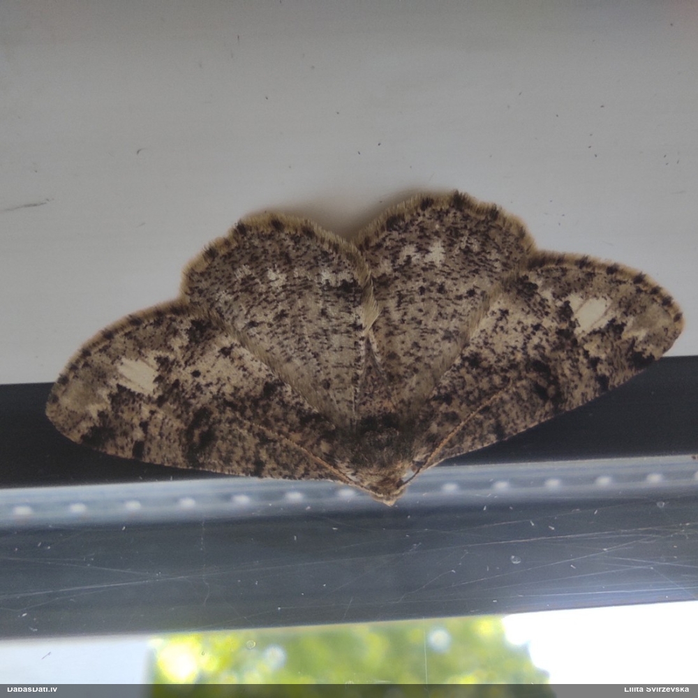 Ozolu koksprīžmetis