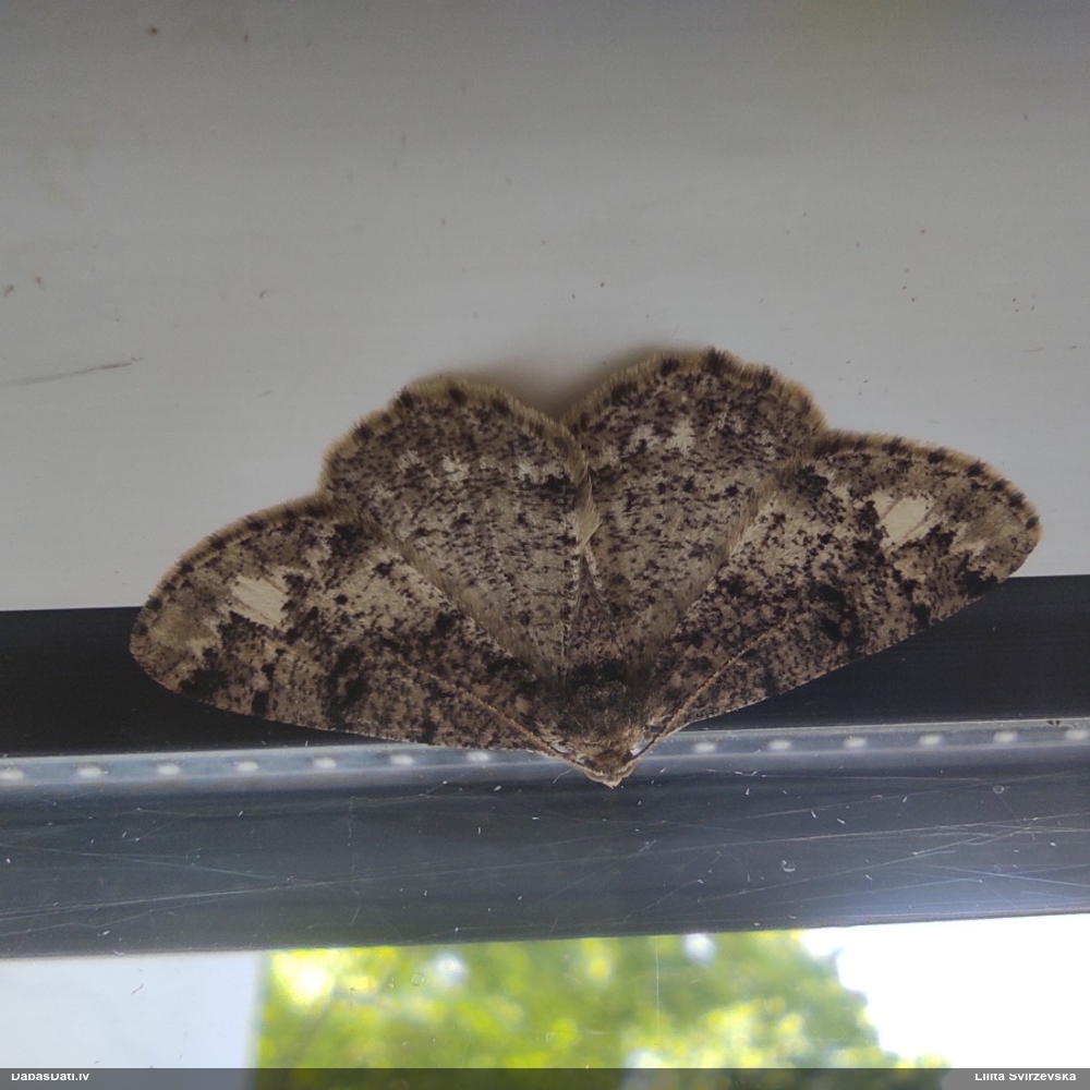 Ozolu koksprīžmetis