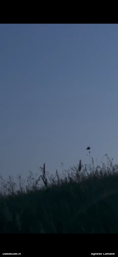 серая неясыть