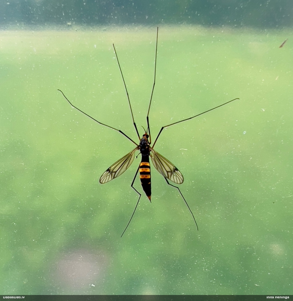 Garkājods Nephrotoma crocata