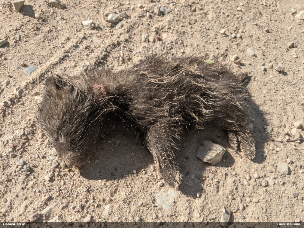 енотовидная собака