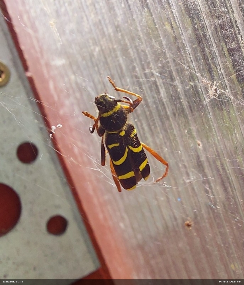 Koksngrauzis Clytus arietis