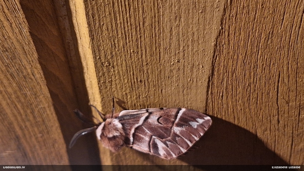 Bērzu raibvērpējs