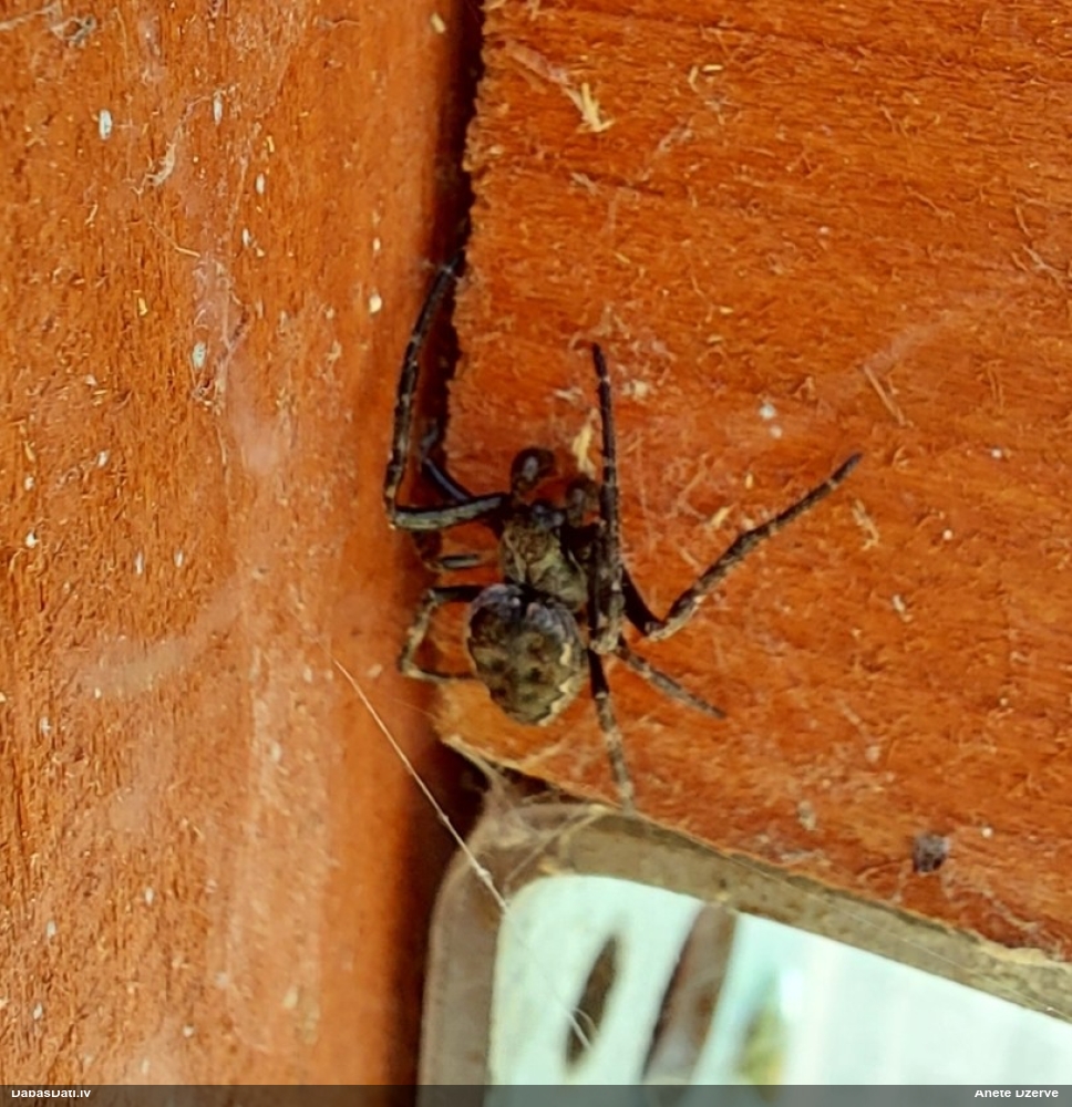 Plakanais riteņzirneklis