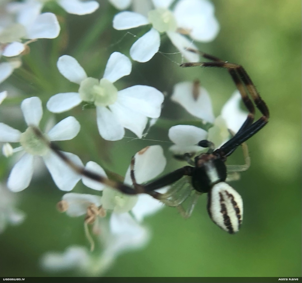 Krabjzirneklis Misumena vatia