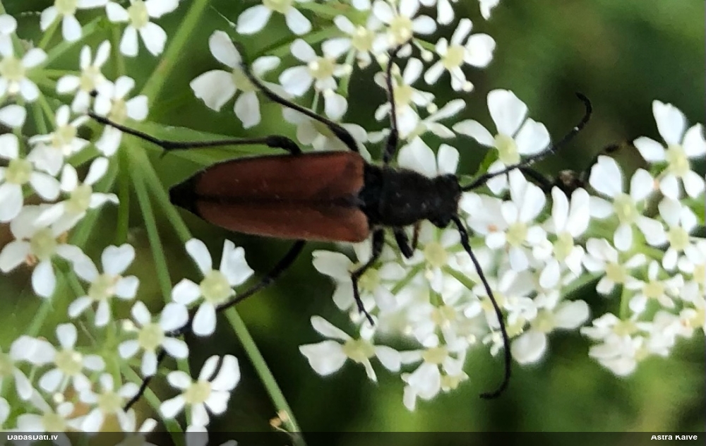 Koksngrauzis Anastrangalia sp.