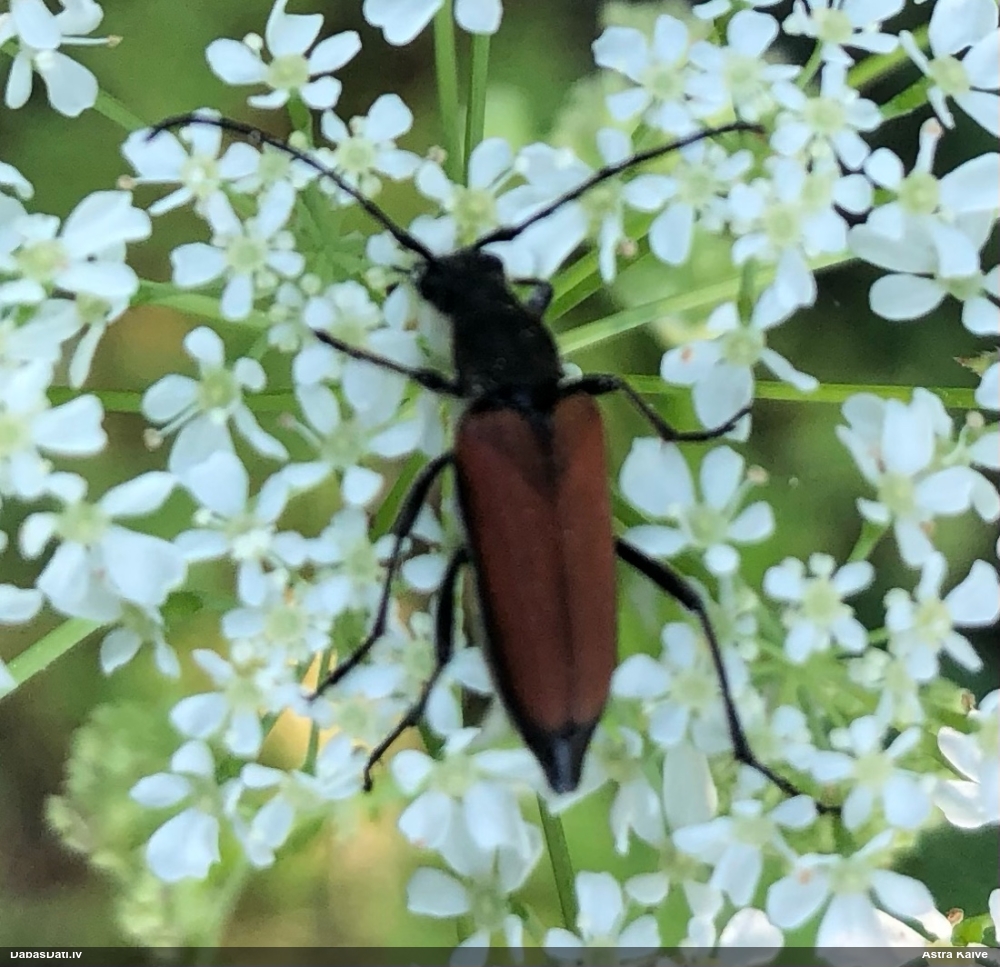 Koksngrauzis Anastrangalia sp.