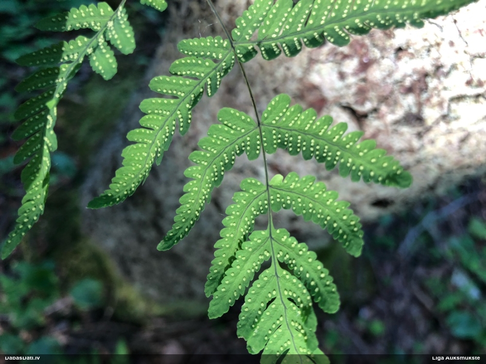 Paparde (nenoteikta)