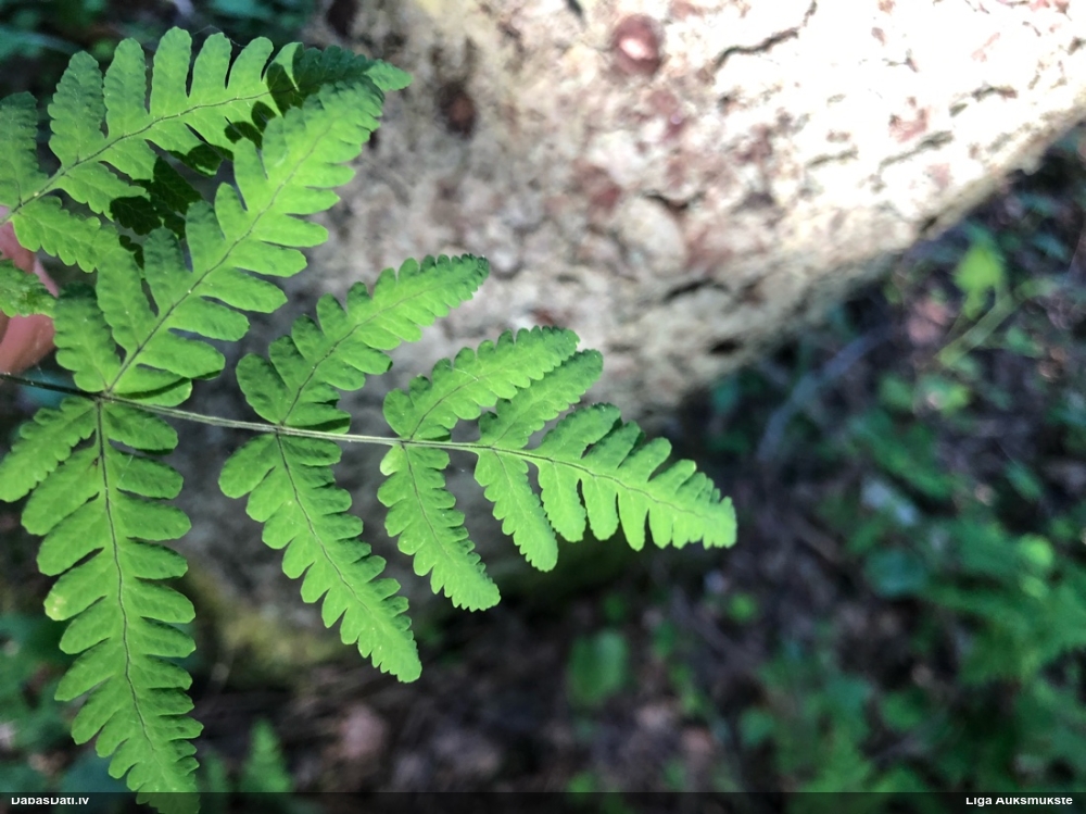 Paparde (nenoteikta)