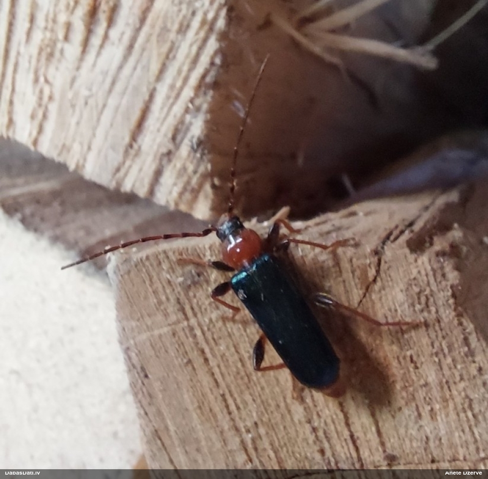 Ozolu zilspārnu koksngrauzis