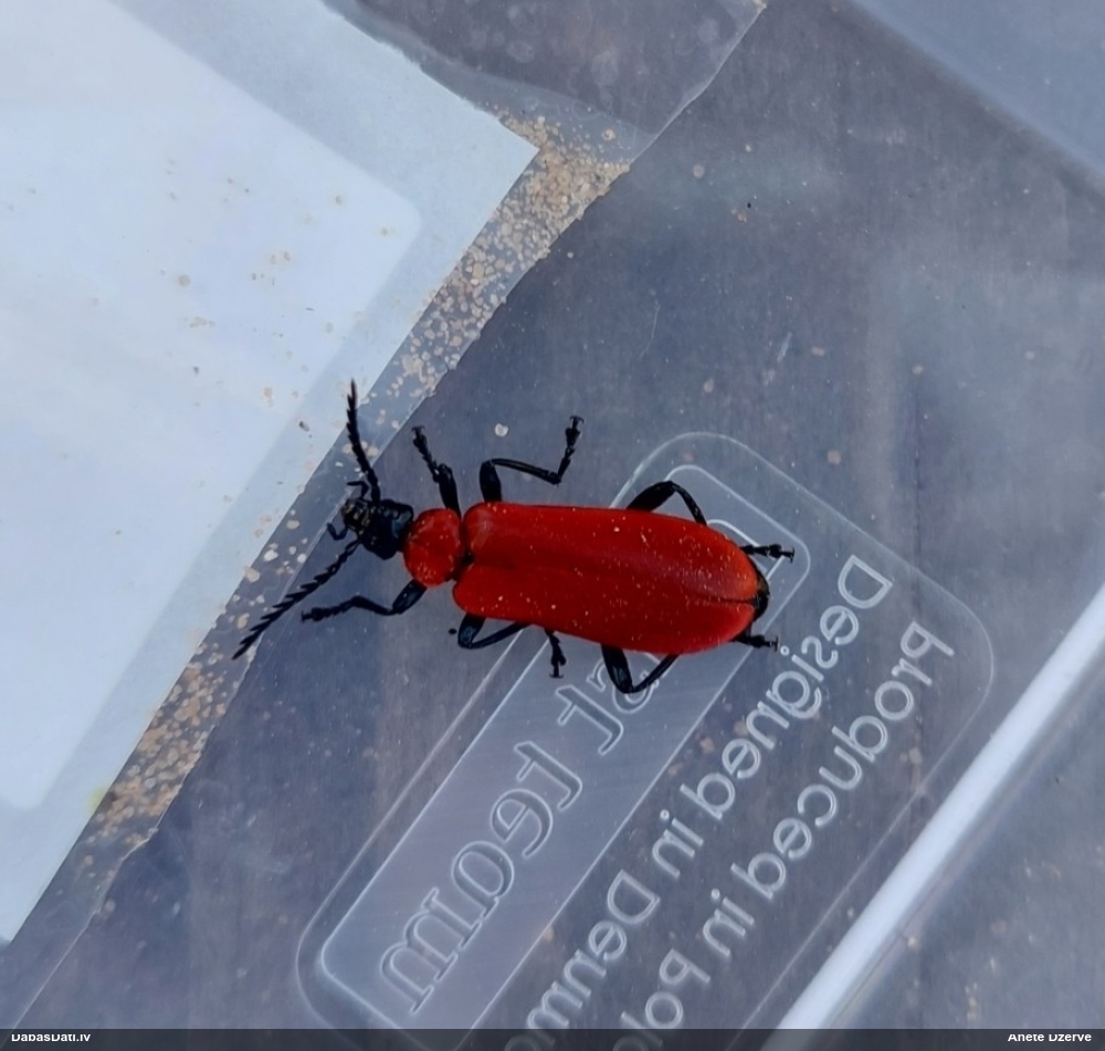 Melngalvas ugunsvabole